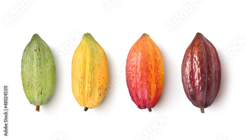 Fototapeta Naklejka Na Ścianę i Meble -  Four color of Cocoa fruits isolated on white background. Clipping path.