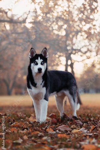 Portrait of a Siberian Husky dog at sunset