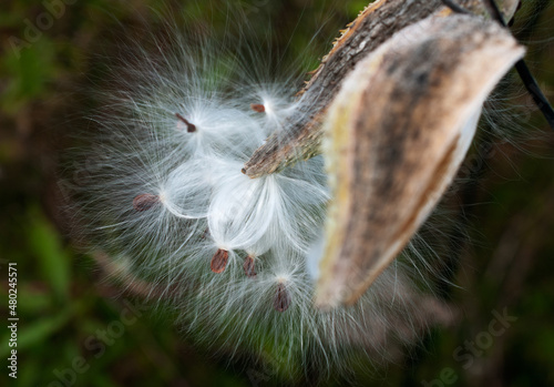 Milk Weed Pod with Seed released