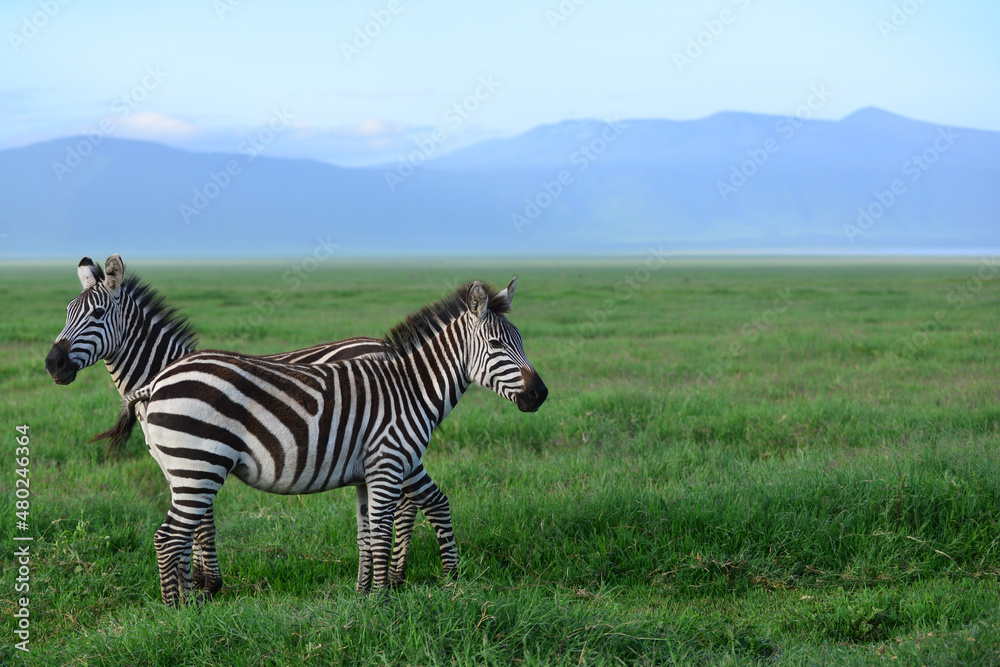 Naklejka premium Zebra