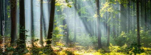Panel kuchenny z motywem Beautiful sunny morning in magic forest