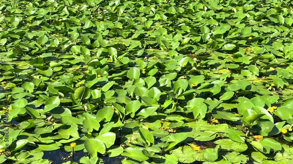 a pond overgrown with green water lily leaves. the city Pavlovsk Russia park a pond overgrown with green water lily leaves. the city Pavlovsk Russia park