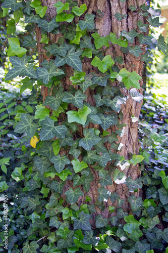 Obraz na plátně English Ivy Growing Wild Around a Tree