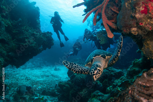 turtle swimming between corals in cozumel with unrecognizable divers in the background
