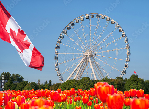Montreal Oberservation Wheel in Old Montreal during spring with tulip flowers
