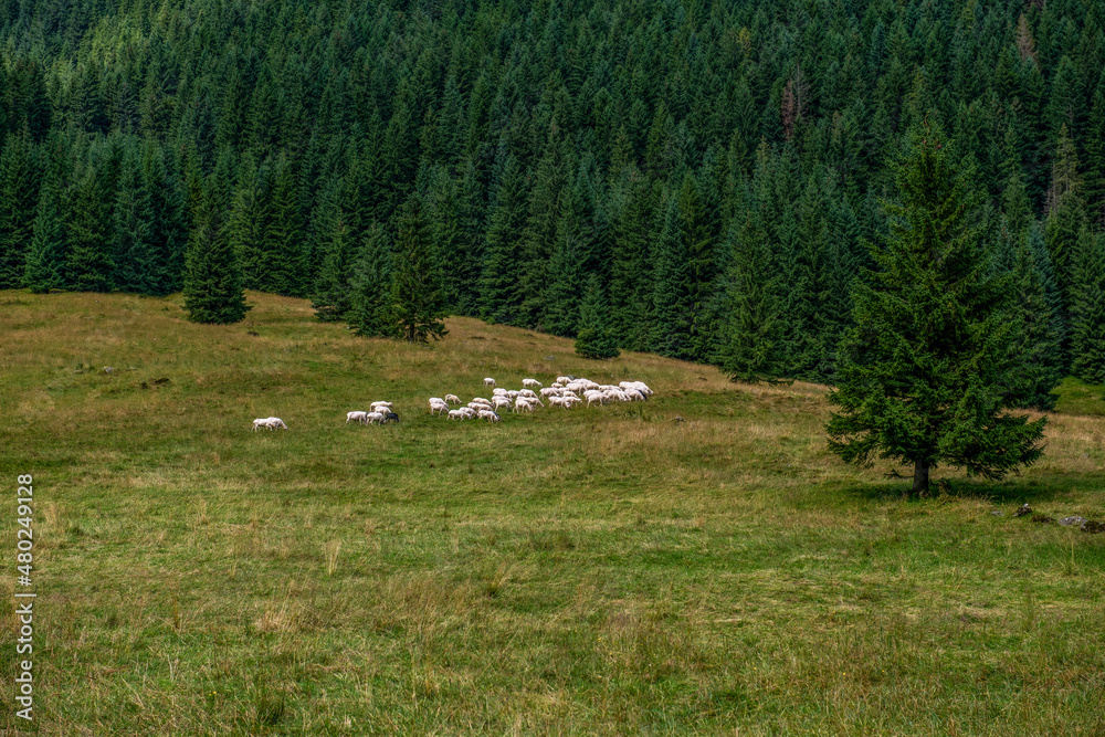 Stado owiec pasących się na łące na skraju lasu - obrazy, fototapety, plakaty 