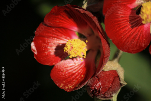 Phymosia Umbellata flowers in the garden in Spain photo