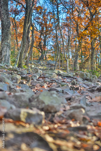 autumn in the forest, low to the ground perspective of rocky hiking trail.