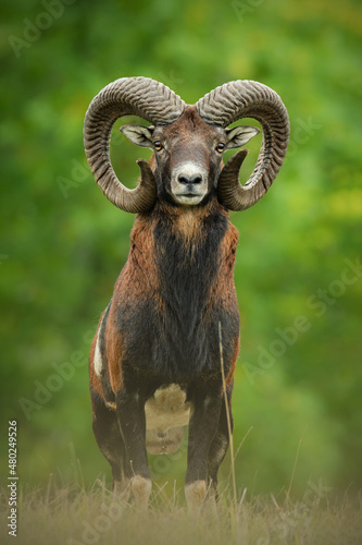 European mouflon (Ovis aries musimon), with a beautiful green coloured background. An amazing mammal with brown hair near the forest. Autumn wildlife scene from nature, Czech Republic photo