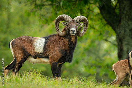 European mouflon (Ovis aries musimon), with a beautiful green coloured background. An amazing mammal with brown hair near the forest. Autumn wildlife scene from nature, Czech Republic photo