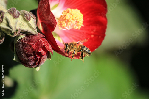 Phymosia Umbellata flowers in the garden and bee pollinating
