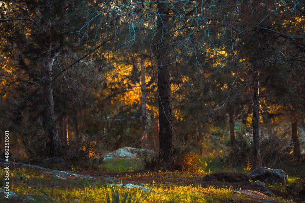 Obraz premium Forest dark sunset orange background