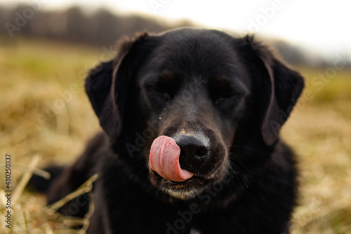 Dog tounge