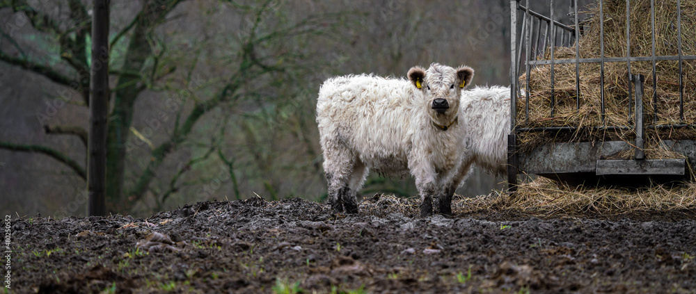 Portrait of Galloway cattle, cow breeding 