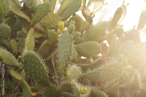Cactus with fruits in the morning sun