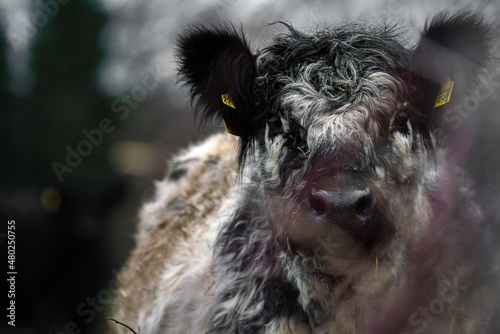 Portrait of Galloway cattle, cow breeding 