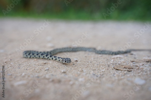 Little Horseshoe Whip Snake in Portugal