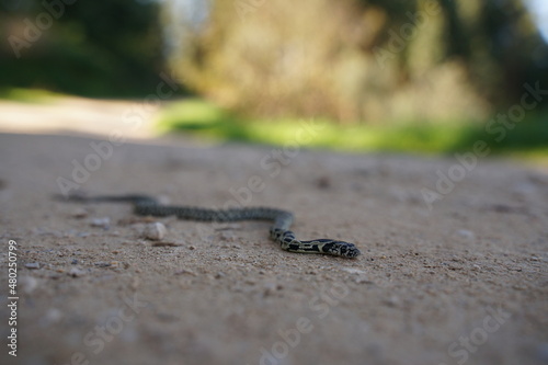 Little Horseshoe Whip Snake in Portugal