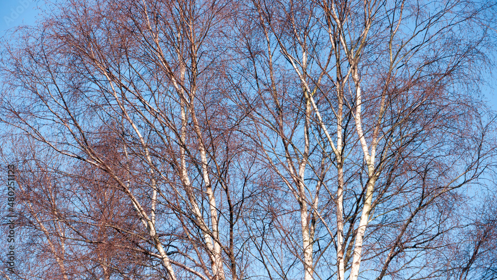 Arboles sin hojas en invierno