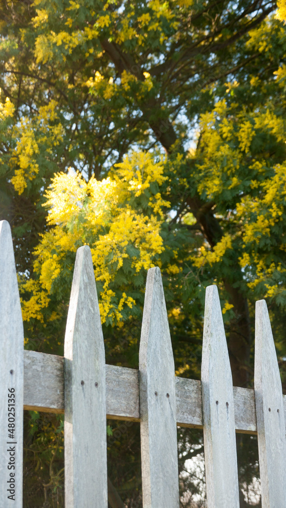 Valla de piquetes de madera junto a mimosa con flores amarillas Valla de piquetes de madera junto a mimosa con flores amarillas