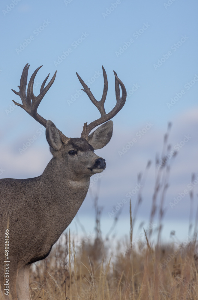 Fototapeta premium Mule Deer Buck in Autumn in Colorado