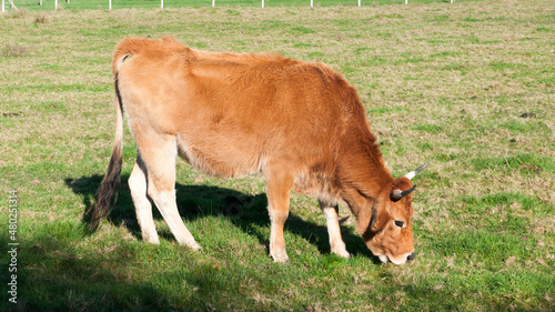 Vaca marrón en pradera verde