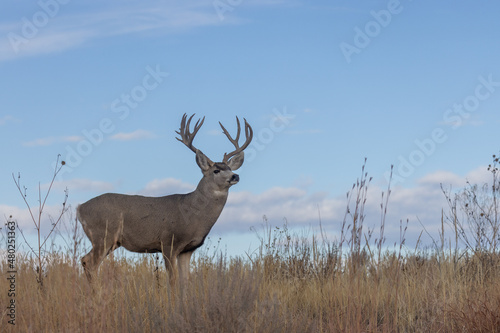 Mule Deer Buck in Autumn in Colorado © natureguy