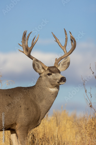 Mule Deer Buck in Autumn in Colorado