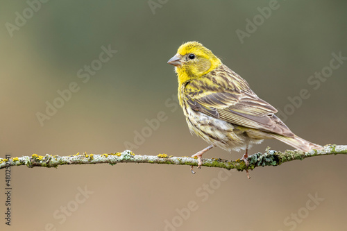 Male European Serin, Serinus serinus, perched on a thin branch in nature