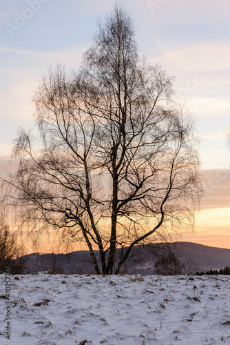 Samotne drzewo o wschodzie. © Radek