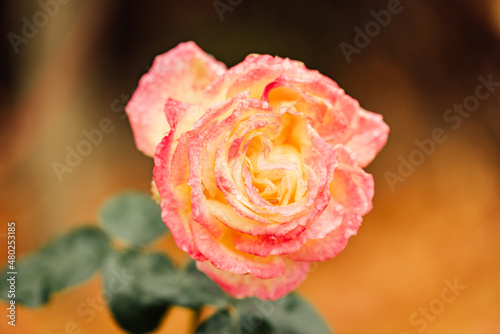 Orange rose with water drops