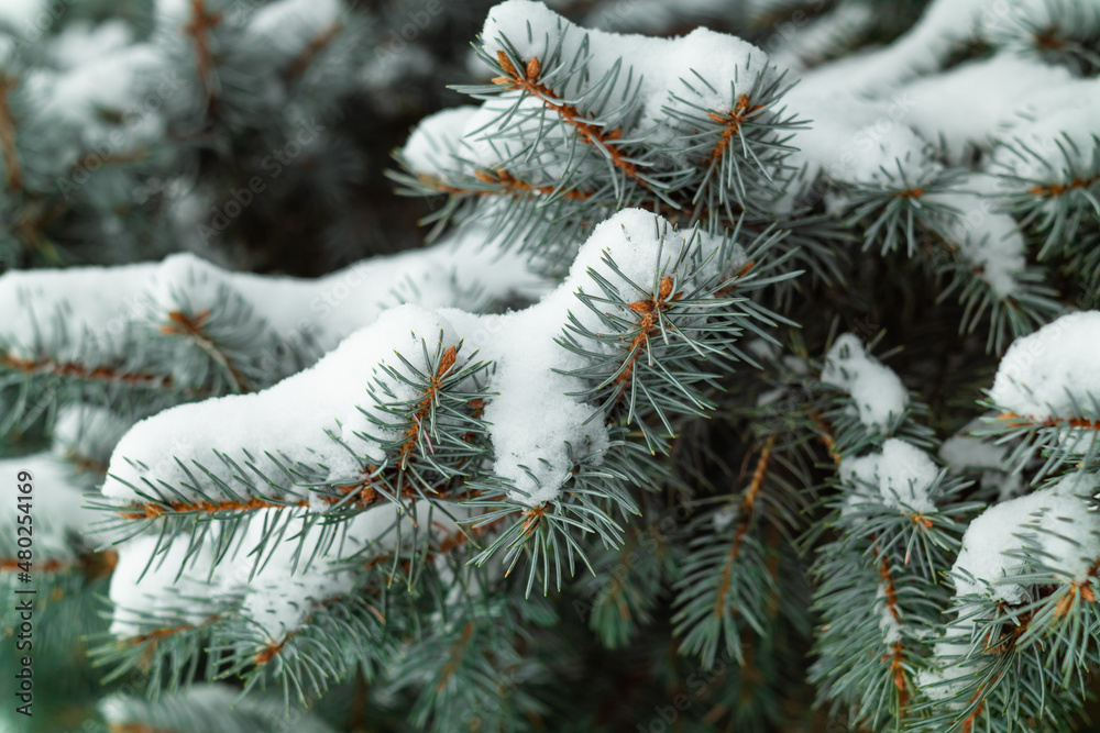 Blue spruce in the forest. Snow on the spruce branches. Blue spruce in the forest. Snow on the spruce branches.