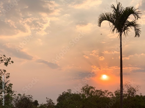 trees at sunset