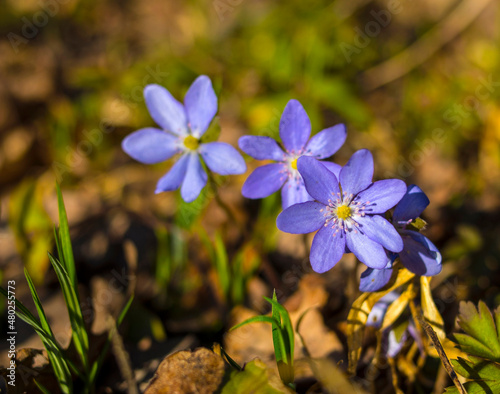 Close-up of a purple Common Hepatica, Hepatica nobilis is the first spring flower on nature background. Purple flowers bloom in April.