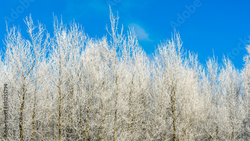 Winter landscape. Branches of trees and bushes in the snow. Winter nature background. Image for design.