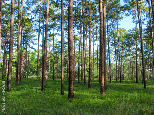 Mature Longleaf Pine Ecosystem photo