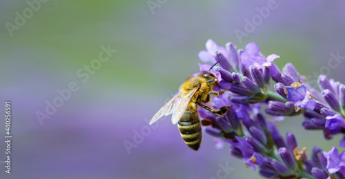 The bee (Apis mellifera) collects nectar from lavender. Banner photo. © Michal