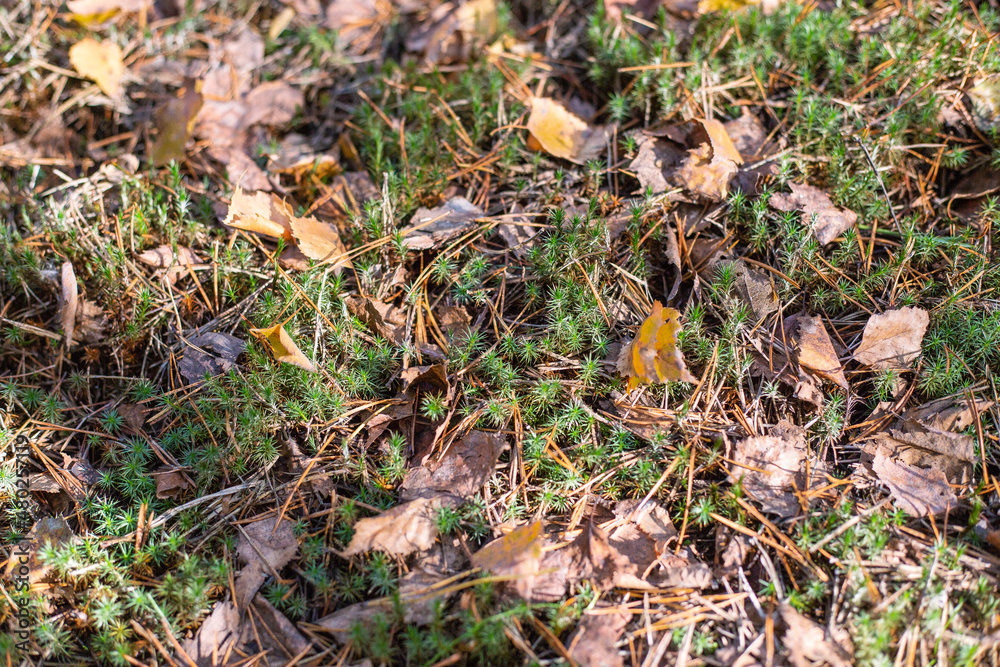 moss on the ground moss on the ground