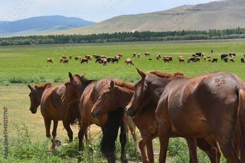 horse herd lining up in grassland