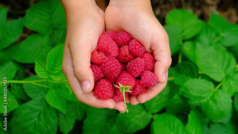 The child is harvesting raspberries in the garden. Selective focus. The child is harvesting raspberries in the garden. Selective focus.
