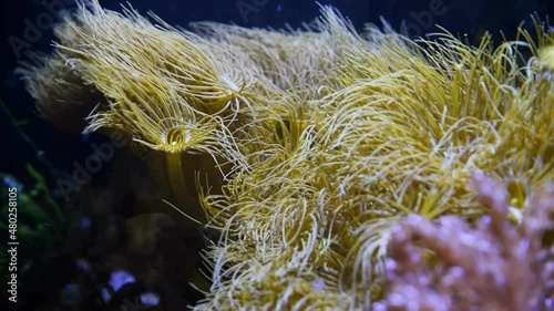 Parazoanthus gracilis colony, yellow crust sea anemone polyps mesmerizing move in strong water current and hunt for food, popular pet shine in actinic light, nano reef marine ecosystem aquarium photo