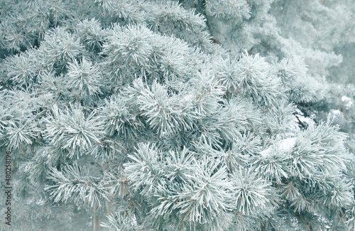 Spruce branches in the frost close-up. The concept of the winter holidays Christmas background.