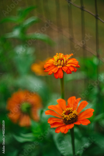 Orange Zinnia Flowers Grow in the Garden