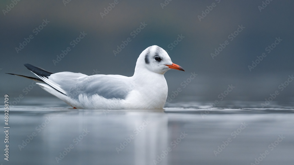 Lachmöwe (Chroicocephalus ridibundus) auf einem Fluss Lachmöwe (Chroicocephalus ridibundus) auf einem Fluss