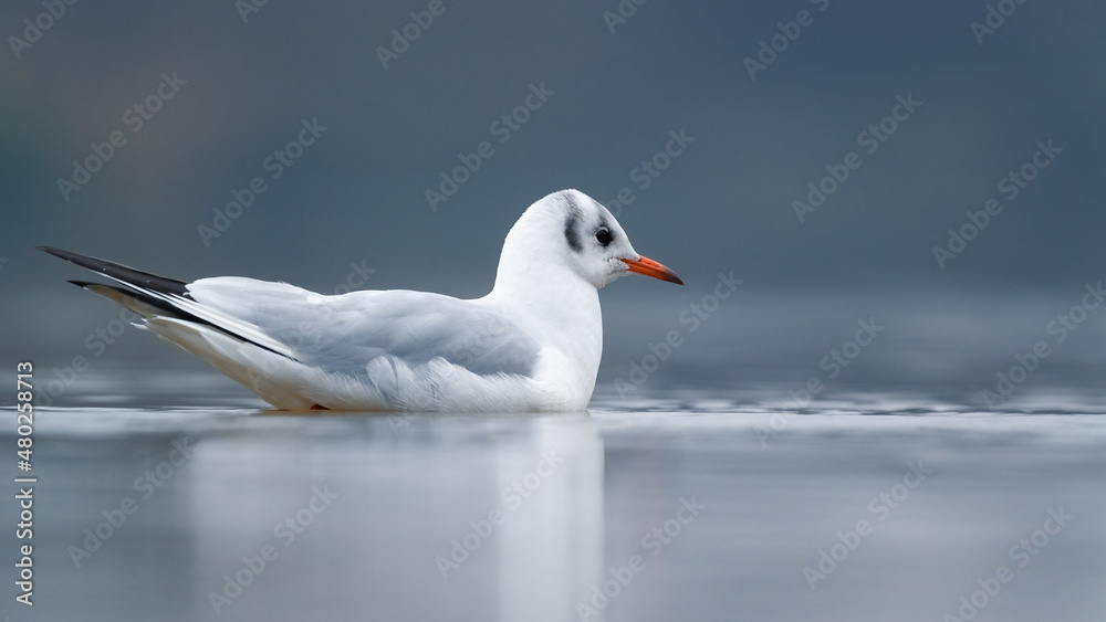 Lachmöwe (Chroicocephalus ridibundus) auf einem Fluss Lachmöwe (Chroicocephalus ridibundus) auf einem Fluss