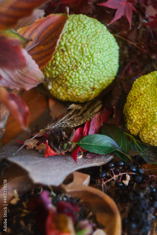 Nature Still Life of an Assortment of Fall Leaves, Petals, Fruits