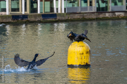 Paris, France - 01 09 2022: Reflections on Bassin de la Villette of great black cormorant on resting yellow buoys photo