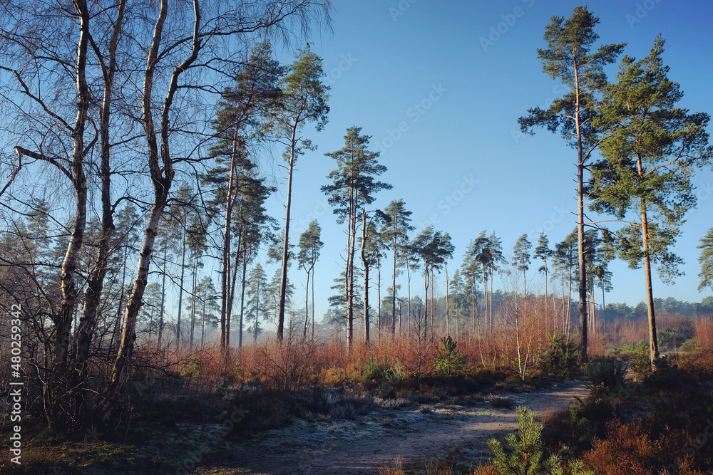 Fototapeta premium Shadows and winter sun on Blackheath common, Surrey, UK