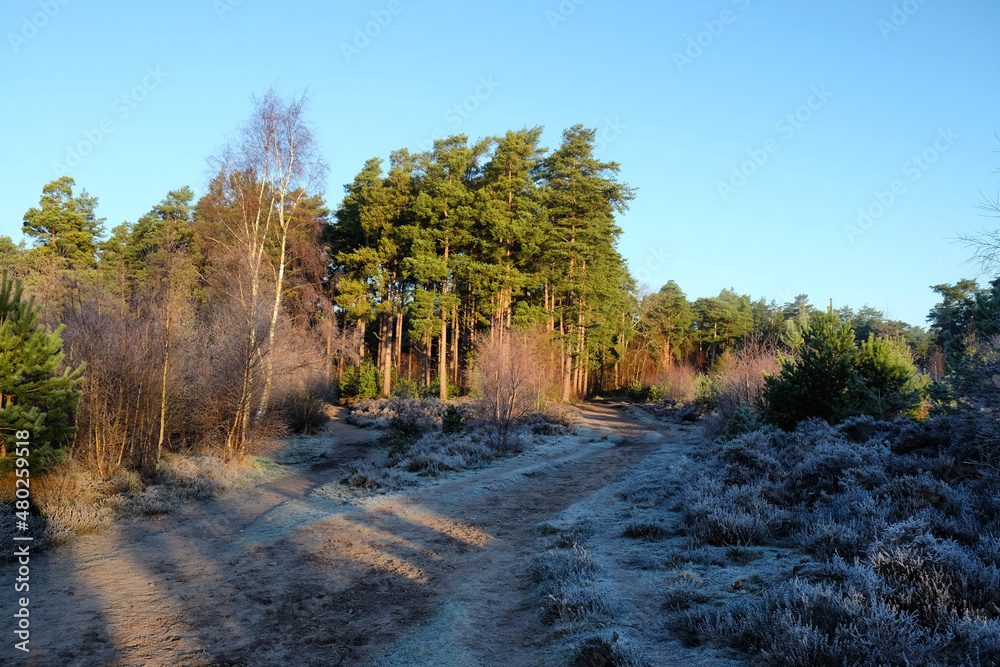 Shadows and winter sun on Blackheath common, Surrey, UK Shadows and winter sun on Blackheath common, Surrey, UK
