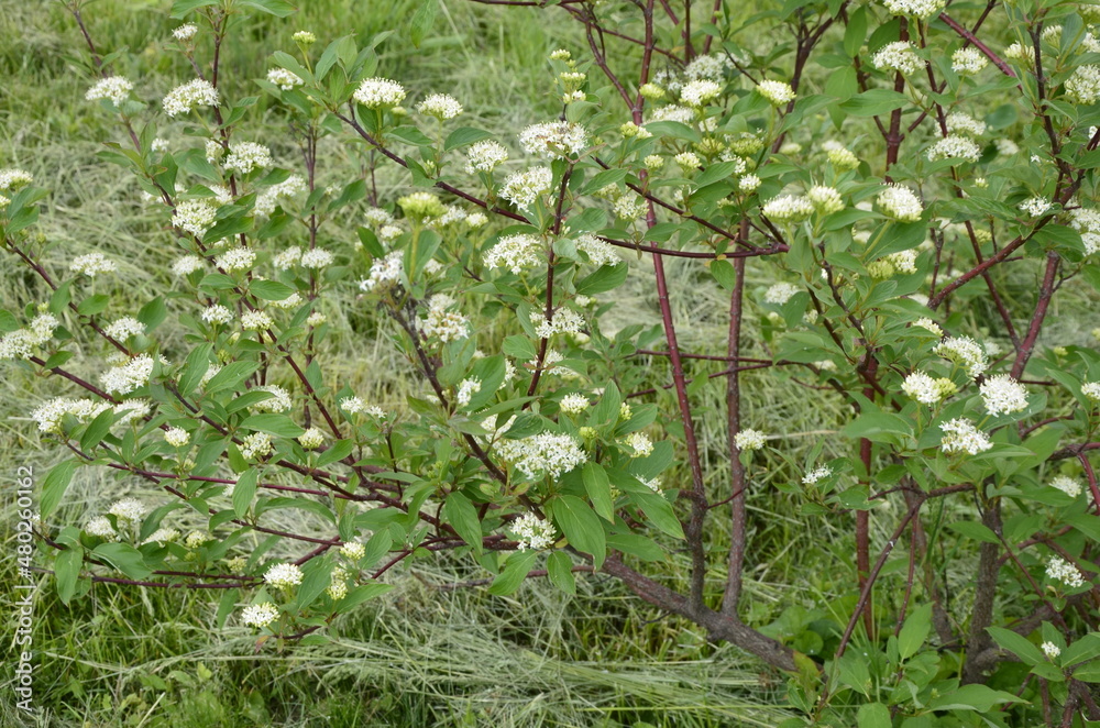 Closeup of flowers of White Dogwood Cornus, alba Closeup of flowers of White Dogwood Cornus, alba